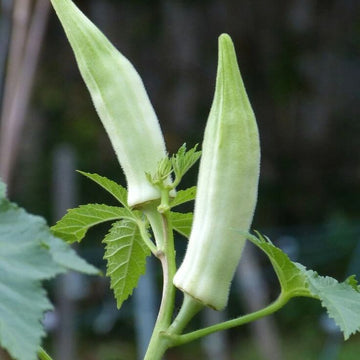 Okra Seeds – White
