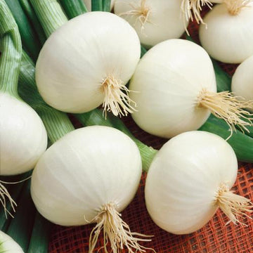 Paris Silverskin Pearl Onion Seeds – Vegetable Plant