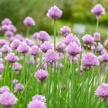Onion Chive Seeds – Allium schoenoprasum
