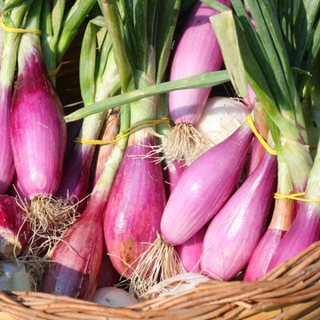 Tropeana Lunga Heirloom Onion Seeds – Vegetable Plant