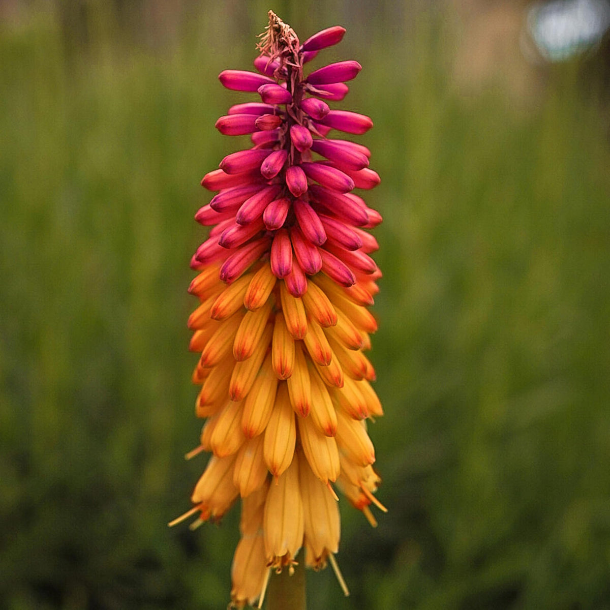 Orange & Purple Hot Poker Seeds - Flower Plant