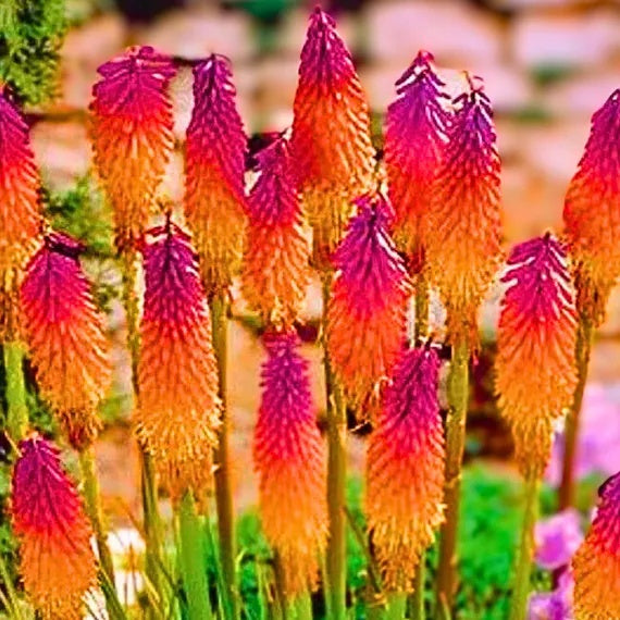 Orange & Purple Hot Poker Seeds - Flower Plant