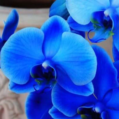 Orchid Seeds – Blue Butterfly
