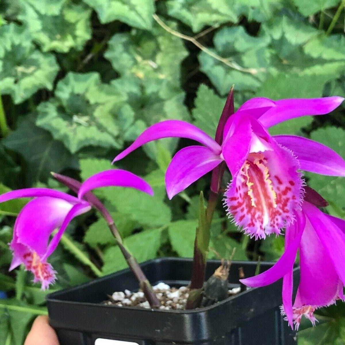 Orchid Seeds – Pink Butterfly