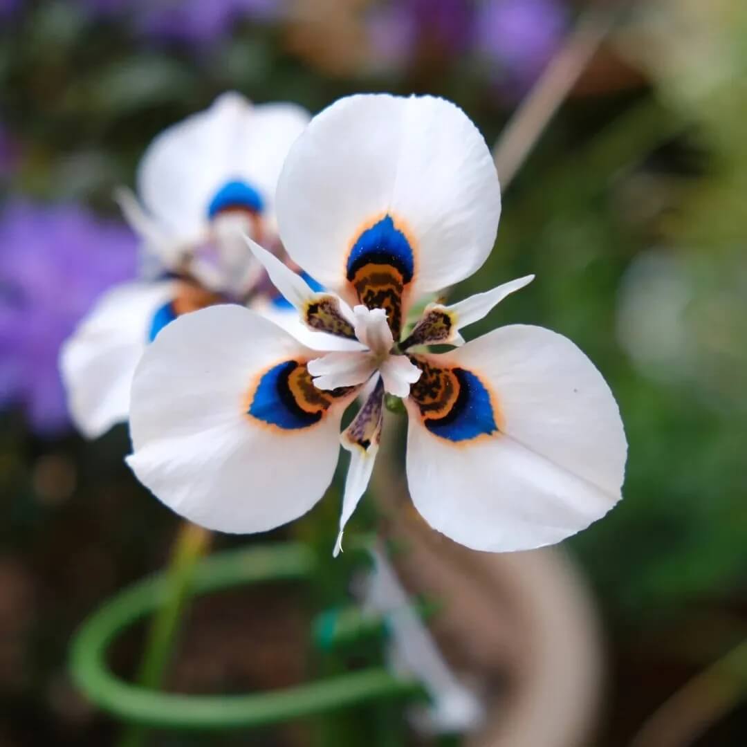 Orchid Seeds – Butterfly