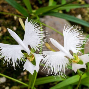 Orchid Seeds – Heron