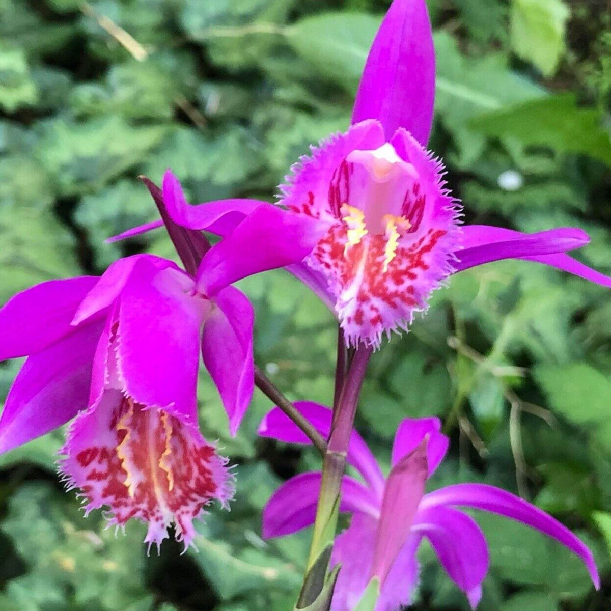 Orchid Seeds – Pink Butterfly