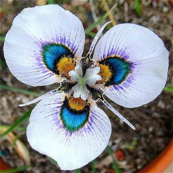 Orchid Seeds – Butterfly