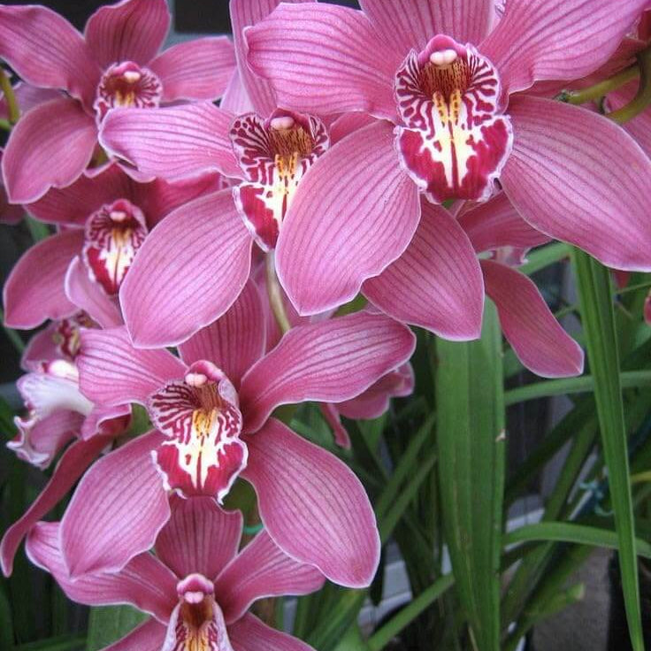 Orchid Seeds – Cymbidium Maxillaria Rose
