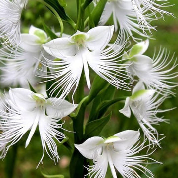 Orchid Seeds – Heron