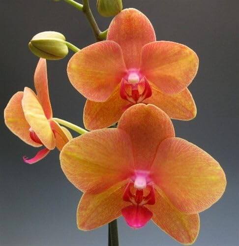 Orchid Seeds – Orange Mini