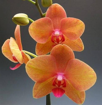 Orchid Seeds – Orange Mini