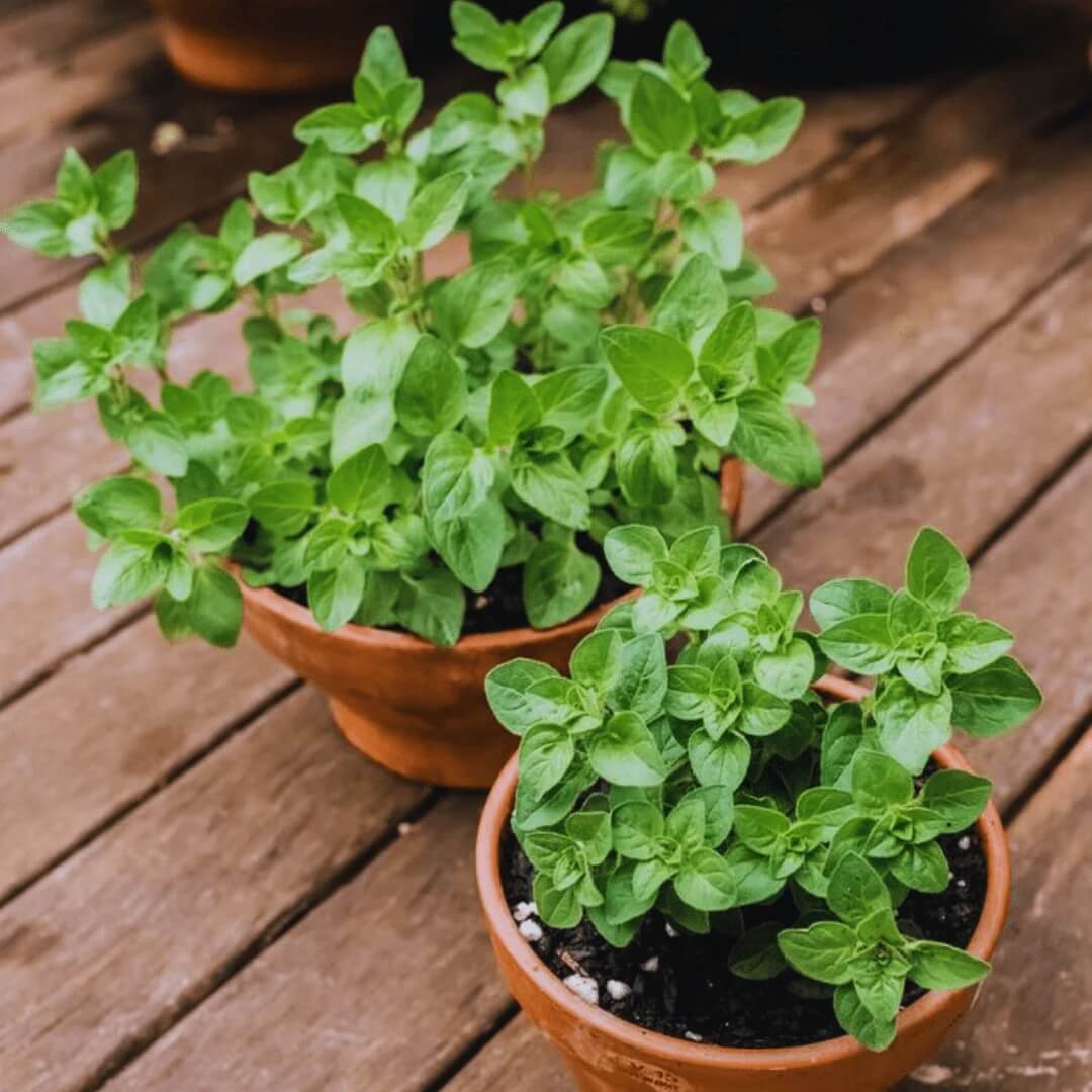 Oregano Seeds