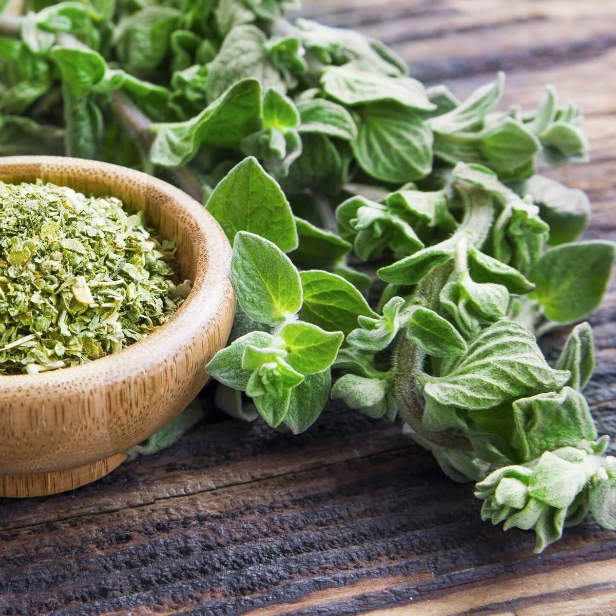 Oregano Seeds