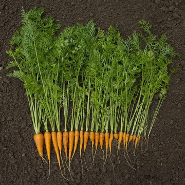 Organic Carrot Seeds