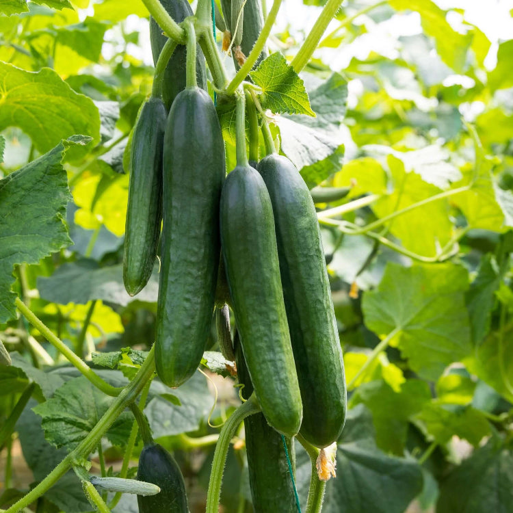 Organic Cucumber Seeds