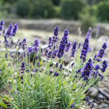 Organic Lavender Seeds
