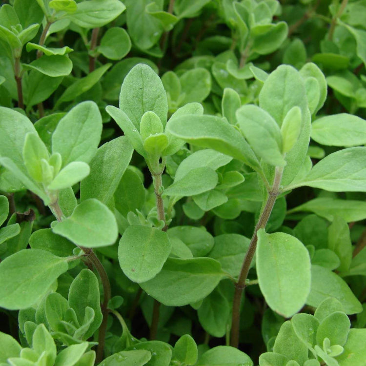 Origanum Seeds – Sweet