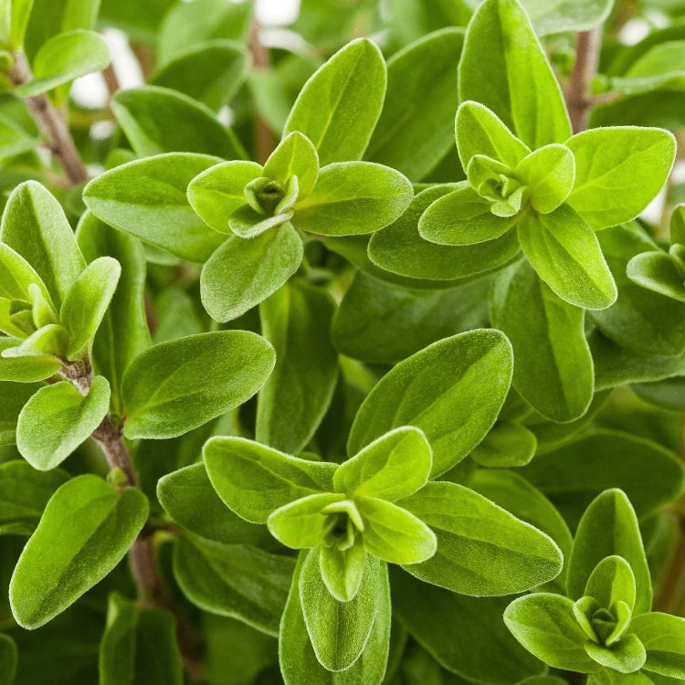 Origanum Seeds – Sweet