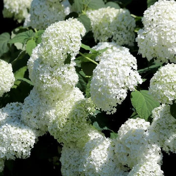 Ornamental Shrubs Seeds - Flower Plant