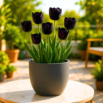 Ornamental Tulip Seeds - Flower Plant