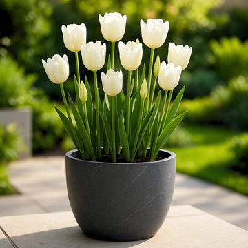 Ornamental Tulip Seeds - Flower Plant