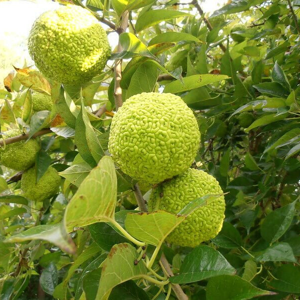 Osage Orange Tree Seeds - Fruit Plant