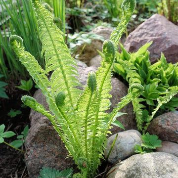 Ostrich Fern Seeds - Flower Plant