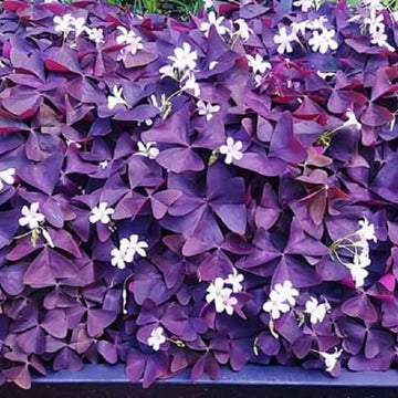 Oxalis Shamrock seeds - wildflower