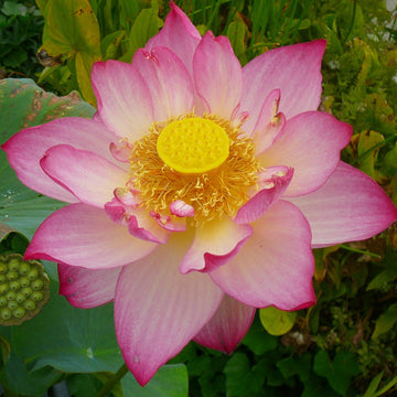 Giant Sacred  Aquatic Lotus Seeds – Flower Plant