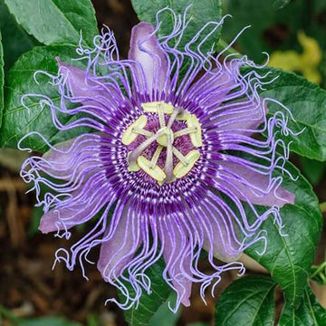Passiflora Incarnata Passion Seeds – Flower Plant