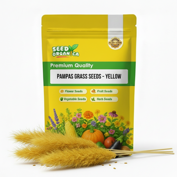 Pampas Grass Seeds – Yellow