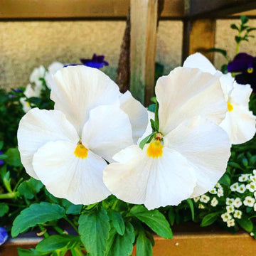 White Pansy Seeds – Flower Plant