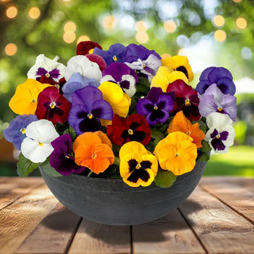 Multi-Colored Pansy Seeds – Flower Plant