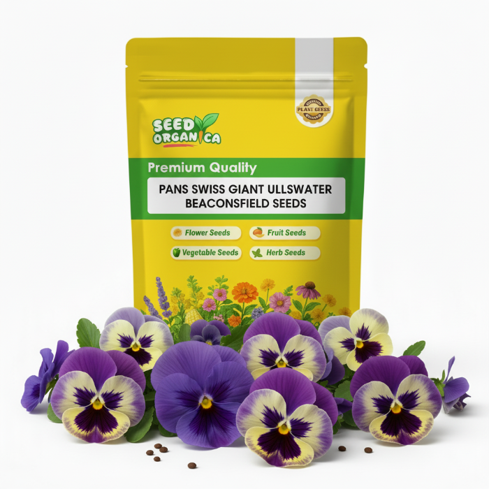 Pansy Swiss Giant Ullswater Beaconsfield Seeds