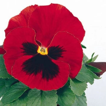 Red Wing Pansy Seeds – Flower Plant