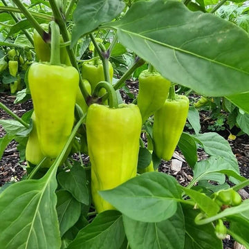 Paprika Pepper Seeds – Capsicum annuum