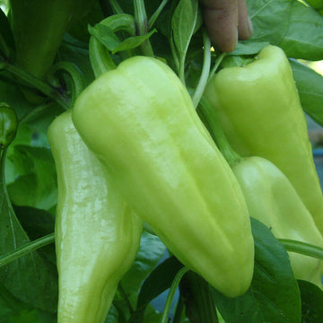 Szegedi Giant Paprika Seeds – Vegetable Plant
