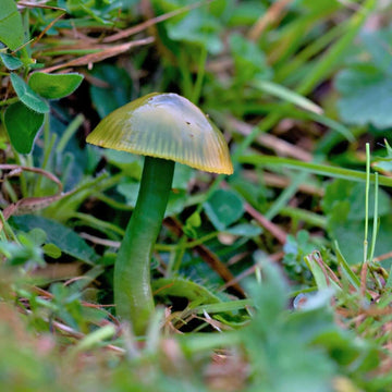 Green Mushroom Seeds – Vegetable Plant