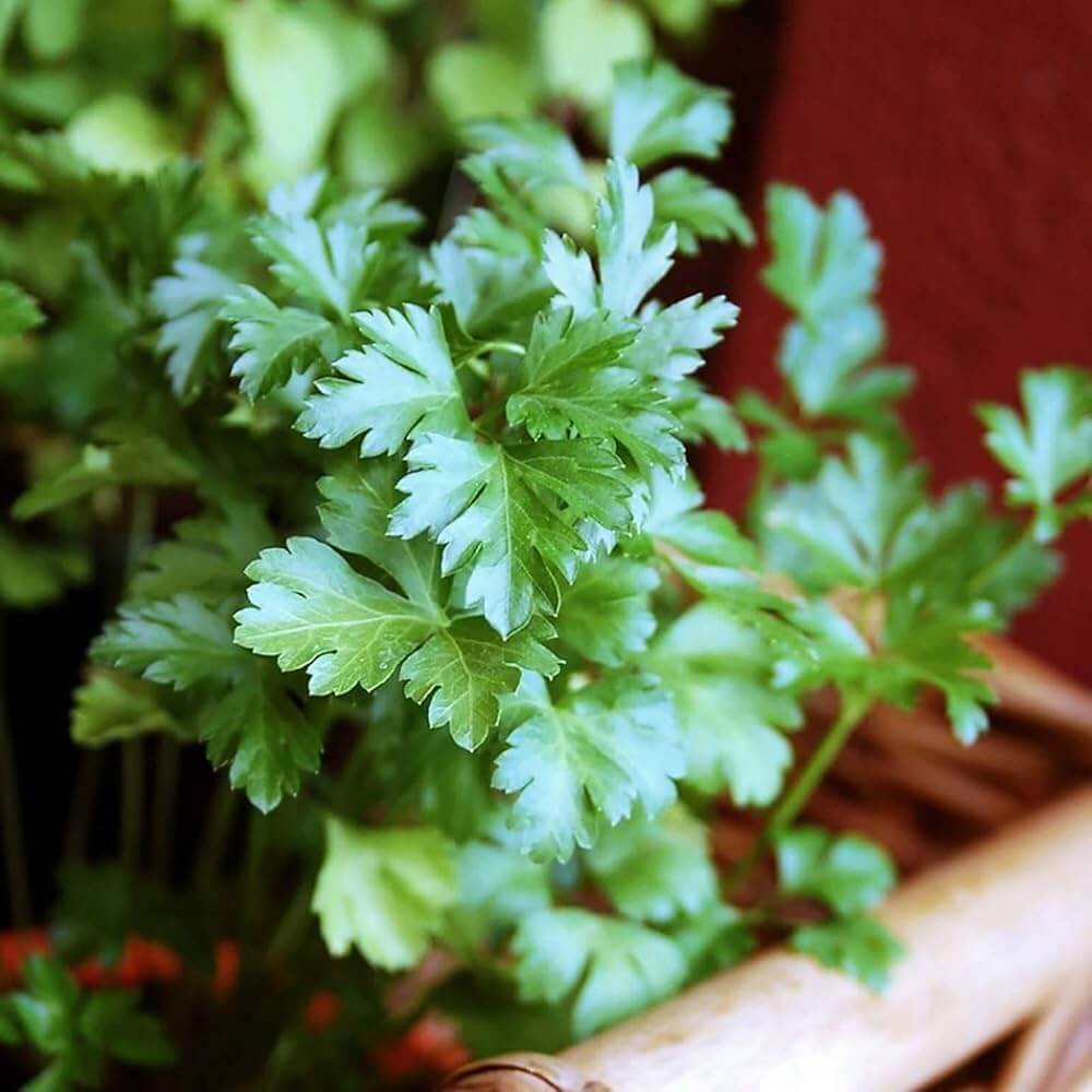 Parsley Seeds – Flat Leaf