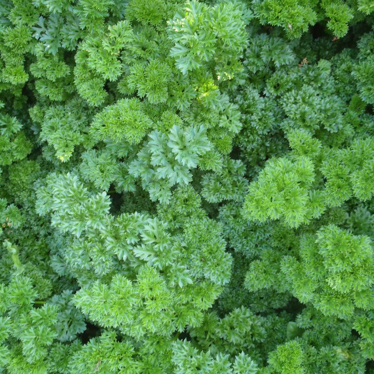 Parsley Seeds – Forest Green
