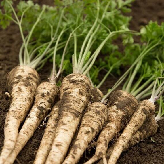 Parsley Seeds – Hamburg Rooted