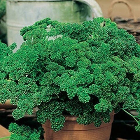 Parsley Seeds – Petroselinum Crispum