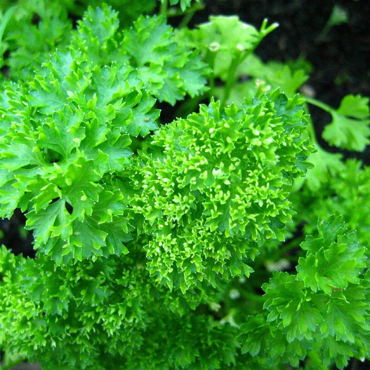 Parsley Seeds – Curled 