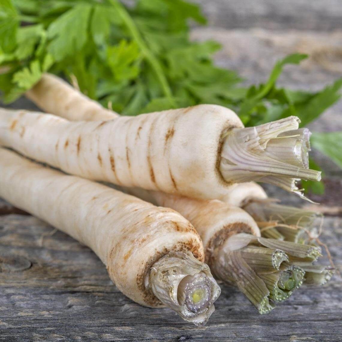Parsnip Seeds – Harris