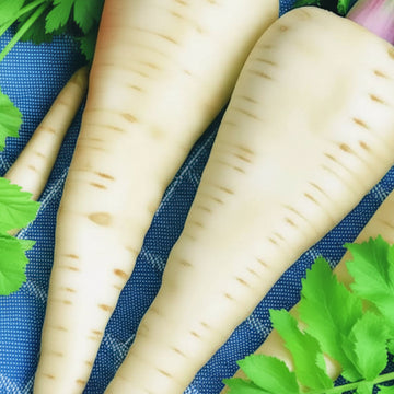 Parsnip Seeds – Imperial Crown