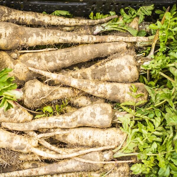 Parsnip Seeds – White Spear