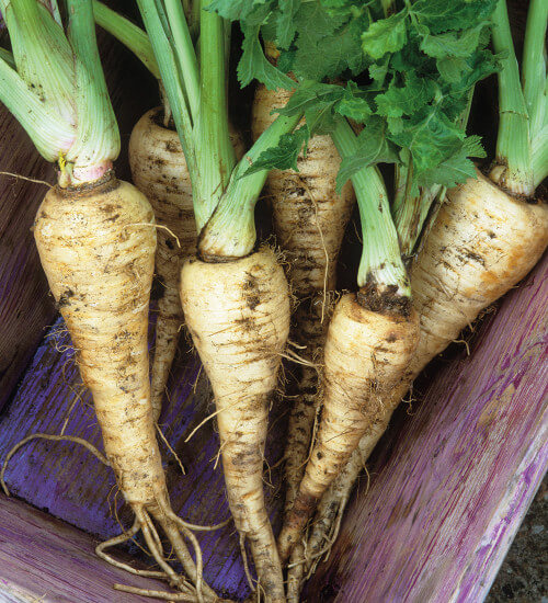 Parsnip Seeds – White Spear