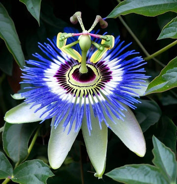 Purple Passion Vine Seeds – Flower Plant