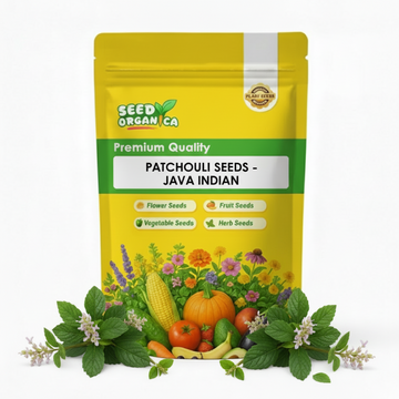 Patchouli Seeds – Java Indian